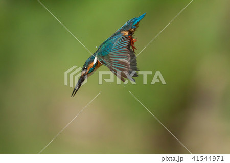 カワセミ 翡翠 川蝉 41544971