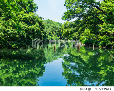 東京 井の頭公園 東京 井の頭公園 41544983