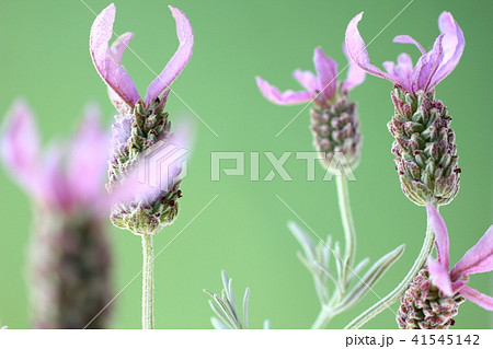 ラベンダー 41545142