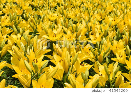 百合の花(エルディーボ) 百合の花(エルディーボ) 41545200
