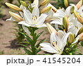 百合の花（ブライトダイヤモンド） 41545204