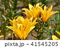 百合の花（イエローダイヤモンド） 41545205