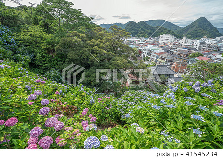 下田公園のあじさい 41545234