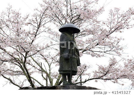超専寺の桜 超専寺の桜 41545327