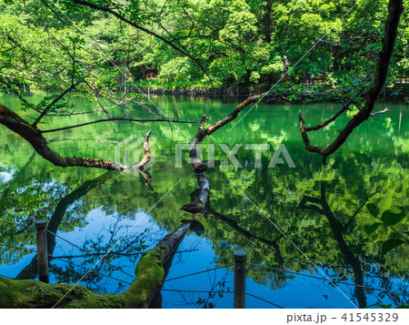東京 井の頭公園 東京 井の頭公園 41545329