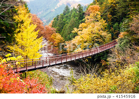 東京 紅葉の秋川渓谷 石舟橋 東京 紅葉の秋川渓谷 石舟橋 41545916