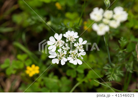 白いオルレアの花のアップ 41546025