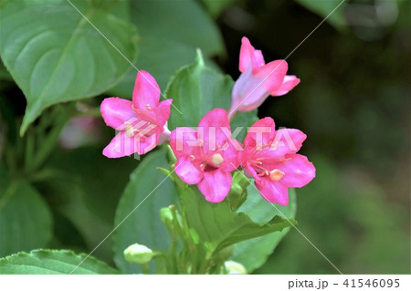 箱根ウツギ 箱根ウツギ 41546095