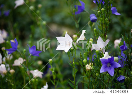 白と紫のキキョウの花の写真素材