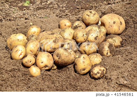 ジャガイモ（キタアカリ）の収穫 41546561