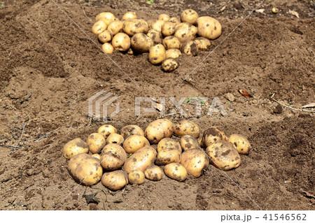 ジャガイモ(キタアカリ)の収穫 ジャガイモ(キタアカリ)の収穫 41546562