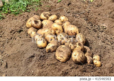 ジャガイモ（キタアカリ）の収穫 41546563