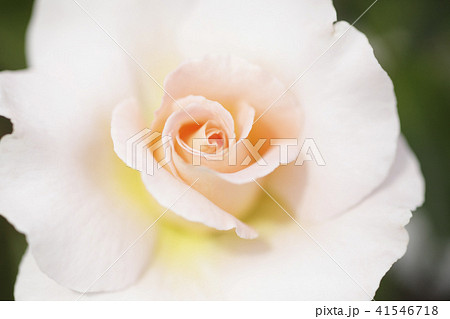 薔薇 スプリングコサージュ 薔薇 スプリングコサージュ 41546718