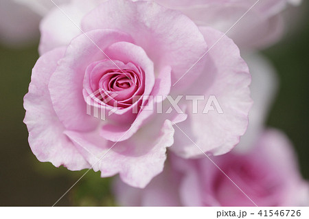 薔薇 コティヨン 薔薇 コティヨン 41546726