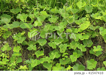葛は薬にもなる食べられる、つる草です 41547410