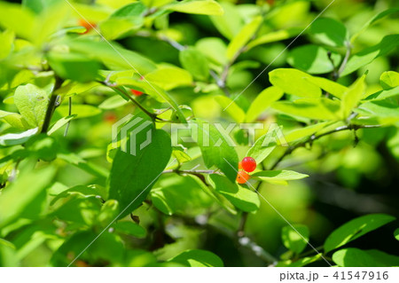 可愛いヒョウタンボクの赤い実1 可愛いヒョウタンボクの赤い実1 41547916