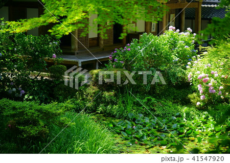 アジサイ寺・岩船寺２ 41547920