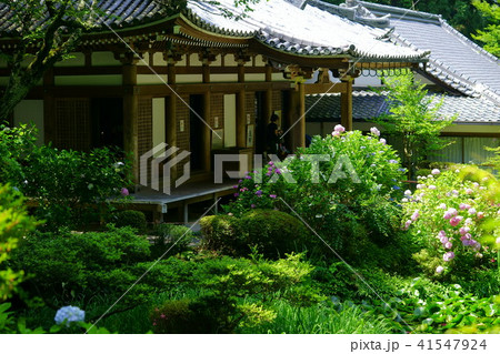 アジサイ寺・岩船寺本堂２ 41547924