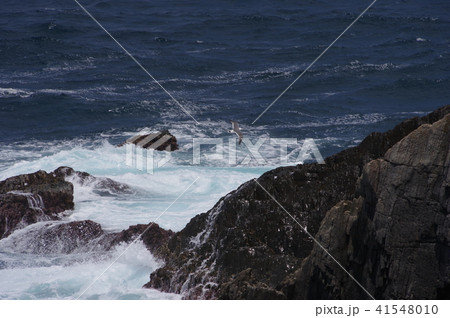 うみねこと岸壁 41548010