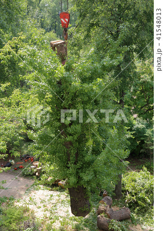 Crane hook and tree 41548013