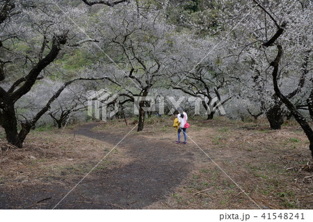 うめ 春告草 ソシンロウバイ 41548241