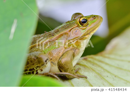 トノサマガエル トノサマガエル 41548434