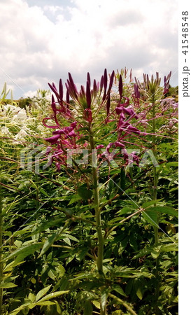 酔蝶花と呼ばれるクレオメの紫色の花 41548548