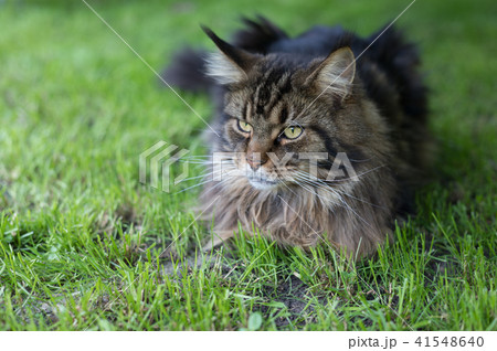 Maine Coon. The largest cat sitting on the grass Maine Coon. The largest cat sitting on the grass 41548640