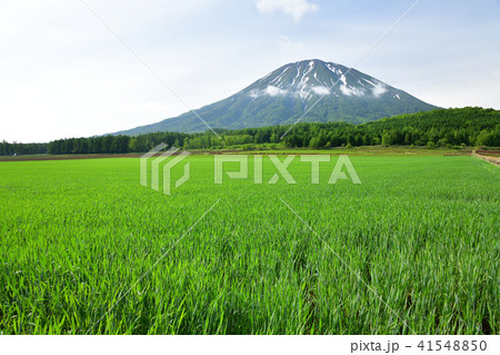 北海道倶知安町から朝の羊蹄山(蝦夷富士)と初夏6月の麦畑の風景を撮影 北海道倶知安町から朝の羊蹄山(蝦夷富士)と初夏6月の麦畑の風景を撮影 41548850