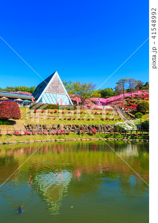 長串山つつじまつり 【長崎県佐世保市鹿町町】 長串山つつじまつり 【長崎県佐世保市鹿町町】 41548992