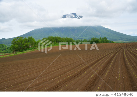 北海道真狩村の芽が出たばかりの小豆畑と羊蹄山(蝦夷富士)の風景を撮影 北海道真狩村の芽が出たばかりの小豆畑と羊蹄山(蝦夷富士)の風景を撮影 41549040
