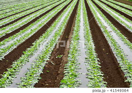北海道真狩村の初夏のダイコン畑の風景を撮影 41549364