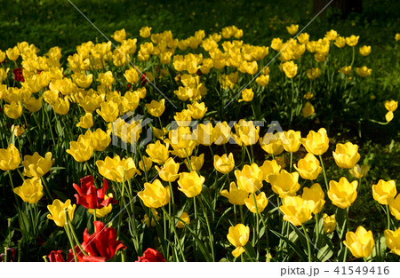 Blossoming tulips background. 41549416