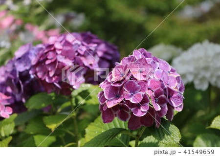 紫陽花 紫陽花 41549659