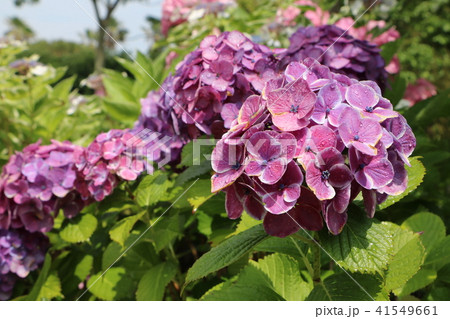 紫陽花 41549661
