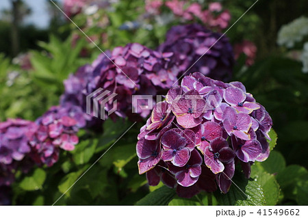 紫陽花 41549662