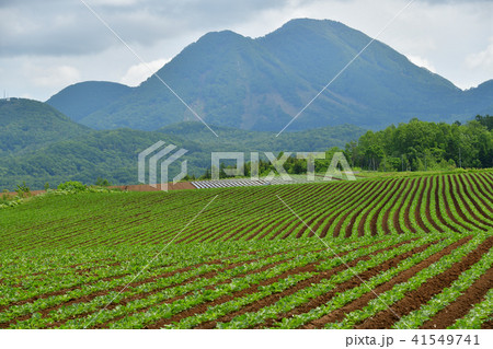 尻別岳をバックに北海道真狩村の初夏のビート畑の風景を撮影 41549741