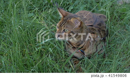 Bengal cat walks in the grass. He shows different emotions. 41549806