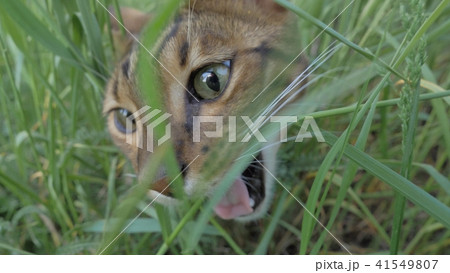 Bengal cat walks in the grass. He shows different emotions. 41549807