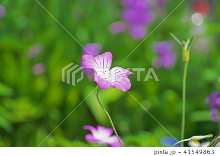 紫色のアグロステンマの花 41549863