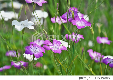紫色のアグロステンマの花 41549865