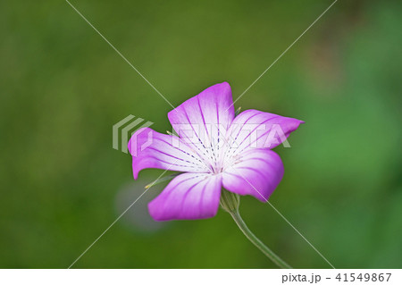 紫色のアグロステンマの花 41549867