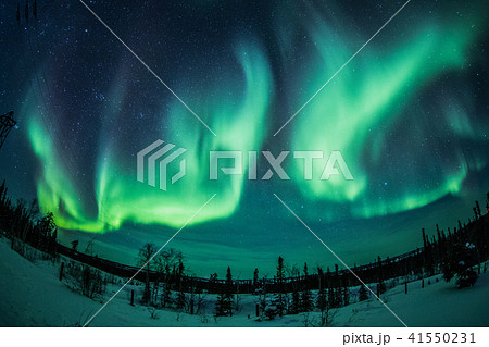 《カナダ ノースウエスト準州》 イエローナイフ オーロラ 《カナダ ノースウエスト準州》 イエローナイフ オーロラ 41550231