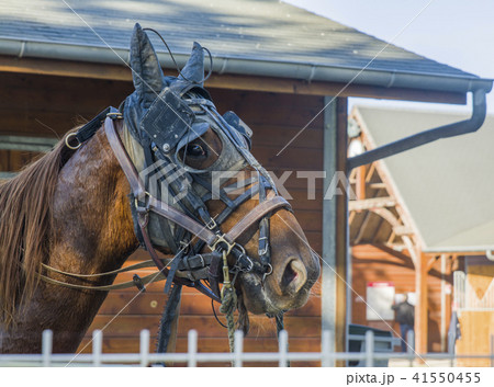 A brown horse in a leather strap A brown horse in a leather strap 41550455