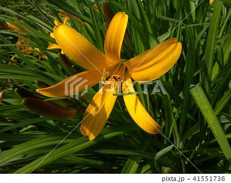 ニッコウキスゲ 41551736