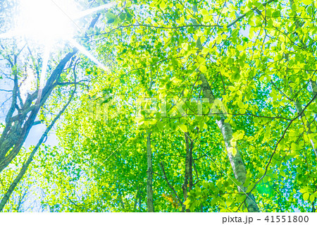 新緑エコイメージ 新緑エコイメージ 41551800