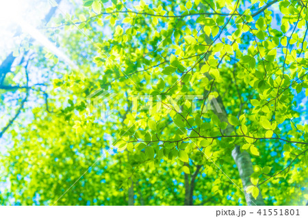 新緑エコイメージ 41551801