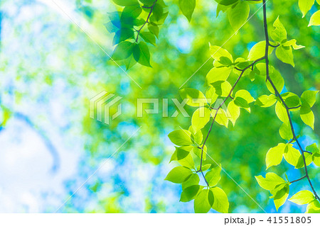 新緑エコイメージ 41551805