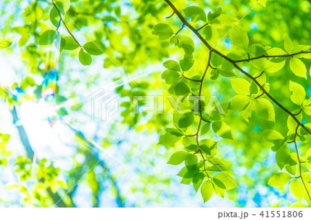 新緑エコイメージ 41551806