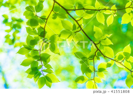 新緑エコイメージ 41551808